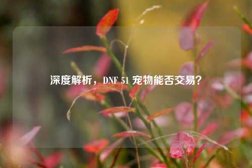 深度解析,DNF 51 宠物能否交易?