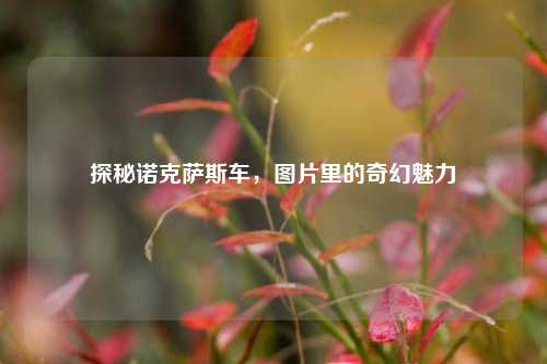 探秘诺克萨斯车，图片里的奇幻魅力